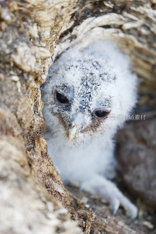 黄褐色猫头鹰(Strix aluco)年轻的鸟